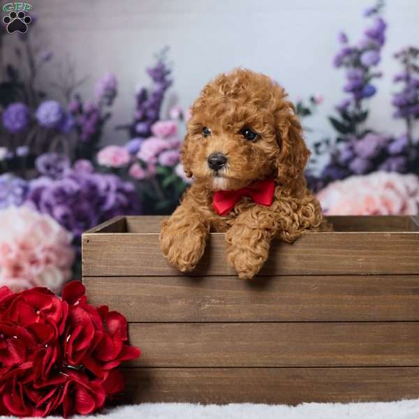 Twix, Cavapoo Puppy